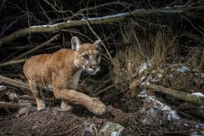 ネコを死なせる「よろよろ病」を北米で初確認、野生のピューマで、アジアにも研究者が警鐘