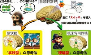 実践型と理論型の思考回路、脳の回路も別だった　強迫症治療など期待