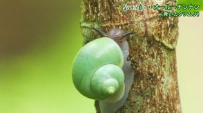 リュウキュウの自然「オールーチンナン」