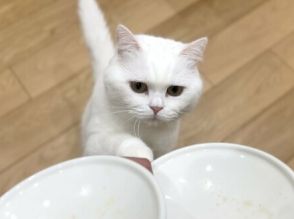 猫の食後に皿を回収したら　かわいい「確認」に反響続出　「強欲な所がたまらない」