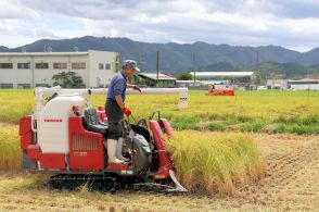 台風10号接近備え、京都で稲刈り急ピッチ「倒れると収穫大変」　今年は実りよく出来上々