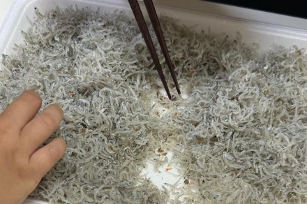 「ちりめん」の中から「フグの稚魚」？　販売が禁止されてるフグ、食べられるかどうかネットで論争