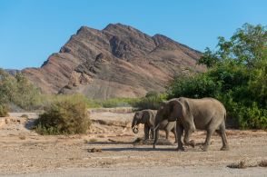 干ばつで食料不足のナミビア、ゾウなど７００頭を殺処分へ