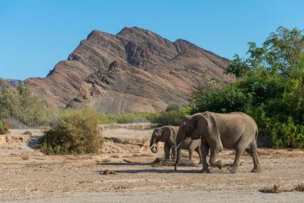 干ばつで食料不足のナミビア、ゾウなど７００頭を殺処分へ