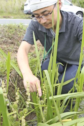 休眠種子が津波で掘り起こされた？　南相馬市小高区、浸水地が希少植物の宝庫に　「再生の使者」など25種類確認