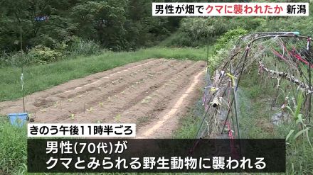 クマが農道で70代男性を背後から襲ったか　男性は鎖骨を折るなど重傷 新潟・妙高市