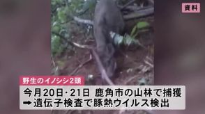 野生のイノシシ2頭、豚熱に感染　鹿角市の山林で捕獲　秋田