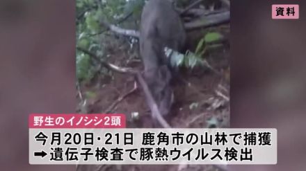 野生のイノシシ2頭、豚熱に感染　鹿角市の山林で捕獲　秋田