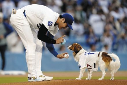 ロバーツ監督、大谷翔平の愛犬「デコピン」の始球式と活躍に感心「翔平の犬なら驚くことはないのかも」「どんな大きな瞬間でも、輝く男だね」