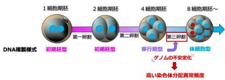 受精直後に特殊なDNA複製、染色体異常誘発か　理研がマウスで発見