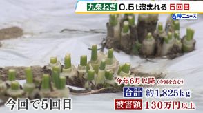 京都でまた…栽培中の「九条ねぎ」約５００ｋｇが窃盗被害　周辺では６月以降１８２５ｋｇ盗まれ、被害額は１３０万円以上　京都・宇治市