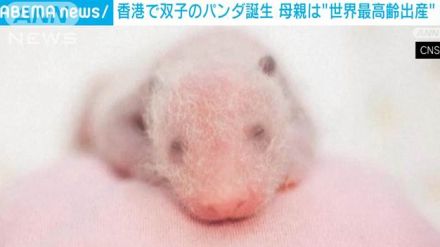 ジャイアントパンダの双子が誕生　母親は「世界最高齢出産」香港