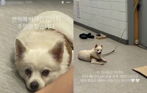 韓国・猛暑の野球場につながれ放置された犬…ネットで拡散「悲しそうな」写真