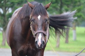 観光大使ホッコータルマエ　年代、国境超え…競馬人気に一役　種付け料増額の人気種牡馬15歳