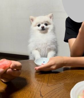 家族で食卓を囲む中『納得いかない顔』をする犬　その理由に笑ってしまう「僕こんなに可愛いのに…」