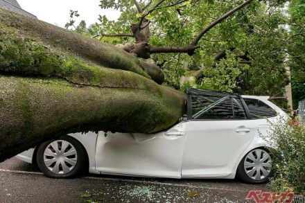 [台風10号]が列島通過中! 万一倒木や水没に遭ったら自動車保険は使えるん?