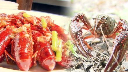 駆除した数は約20万匹「赤いアイツ」を高級食材に　うま味が増す秘密は海水飼育?