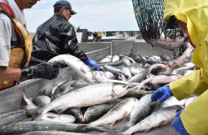 サケふ化放流、北海道が見直し　来遊数低迷、背景に海水温上昇