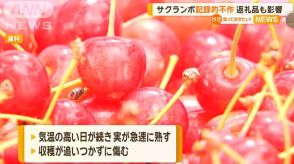 山形でサクランボが記録的不作　ふるさと納税の返礼品にも影響