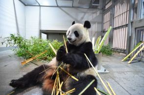 上野動物園のパンダ、シンシンとリーリーを中国に9月返還　高齢で高血圧、出生地で療養へ