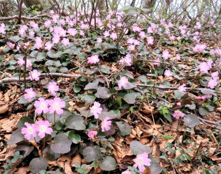 今年の夏は北陸の山歩きを楽しもう！石川県のおすすめ山リスト＃２