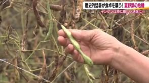 インゲンは極度の品薄で値段は倍以上に　7月の暑さの影響で夏野菜の価格が上昇　農家「どうしようもない」