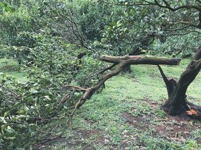 果樹折れて牛舎半焼も　台風10号　九州で農業被害相次ぐ