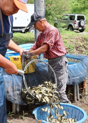 ピチピチな秋の味覚　小ブナの出荷始まる　甘露煮が郷土食、長野県