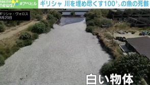 ギリシャの“白い川”…原因は100トンの魚の死骸！？ ショベルカーで“かき出す”途方もない作業とは