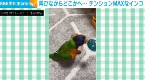 遊ぶのが大好きなインコ 放鳥タイムの“テンションMAX”な姿に飼い主「負けてられない」