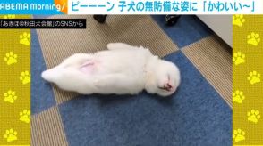 体をピーン！ 秋田犬の無防備に眠る姿が「打ち上げられたアザラシみたい」 投稿者メロメロ