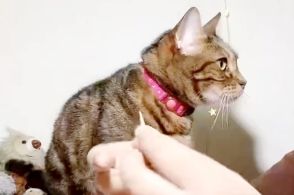 「猫を無視して編んでるとこうなる」予想外の展開に「途中までかわいかったのに」「だんだん過激にwww」と5.5万いいね