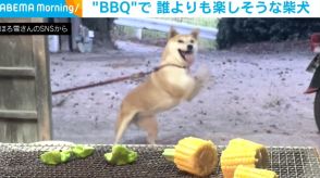 荒ぶる柴犬!! BBQで前足がブレるほど“はしゃぐ姿”に「躍動感ハンパないw」「1番楽しそうなやつおる笑」と反響