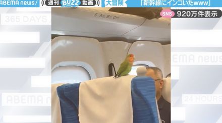 「新幹線にインコいたw」車内警備員に“かわいすぎる保護”をされる様子が、SNSで話題沸騰「無事帰宅して良かった！」「大冒険だったかな」