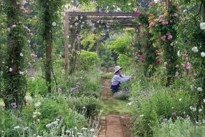 「タネから育てると、咲いたときの感動はひとしおです」お気に入りの植物をタネでつなぐ庭