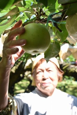 秋の味覚堪能して　阿東でナシ狩り始まる【山口】