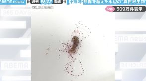 「ラスボス感すごい」不気味な水辺の“異世界生物”に「泳ぎ方が必死に見えてかわいい」「海の生物見ると宇宙を感じる」と大反響