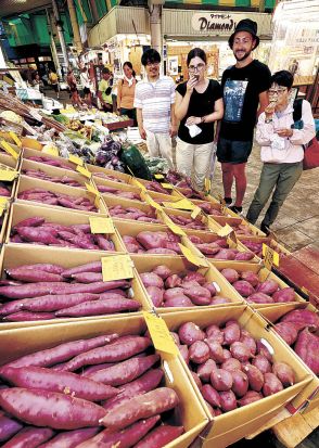 五郎島金時２８種ずらり　近江町市場　野菜の日