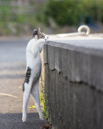 まるでバレリーナ！ 壁を登ろうとする子猫「いけるニャ！」【沖昌之】