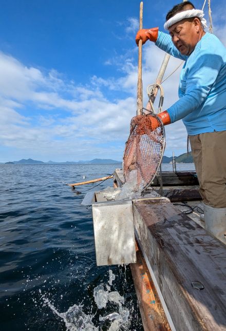 どこへ行ってもクラゲばかり…大量発生で漁業被害　「クラゲカッター」で駆除も　広島県東部、一斉駆除に同行