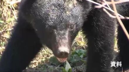 クマの目撃情報続き警察が注意呼びかけ　早朝に小学校近くの住宅地　夜には同じ地域の道路上で目撃