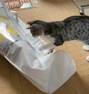 猫「なんだこれ」袋をつついていると…中から登場した正体に大慌て「予想外で面白いw」「期待通り」と反響