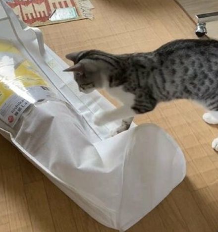 猫「なんだこれ」袋をつついていると…中から登場した正体に大慌て「予想外で面白いw」「期待通り」と反響