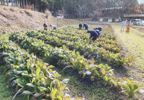 源助かぶ菜  生産拡大へ圃場を貸し出し  村民には種の無償配布も  【長野県泰阜村】