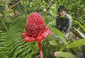 「聖火」みたい？　トーチジンジャーが開花　はままつフラワーパーク