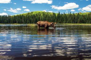 巨大ムースを激撮！カヌー旅で出合ったカナダ・オンタリオ州の自然美