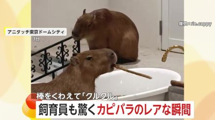 カピバラが棒をくわえてクルクル…見事な棒回し　飼育員も驚くレアな瞬間は“歯磨き”　東京・文京区「アニタッチ東京ドームシティ」