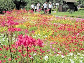 マンジュシャゲとポーチュラカ咲き競う　福島県二本松市の安達ケ原ふるさと村で「まつり」開幕