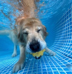 「ニヤニヤが我慢できません」スマホの待ち受け画面は愛犬のベストショット!水中でニッコリなゴールデンがかわいい