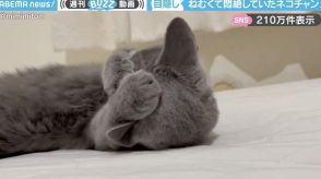 「起こさないで～」ねむくて“ムニャムニャ”している猫の姿に「寝起きカーテン開けられた時のリアクション」など反響